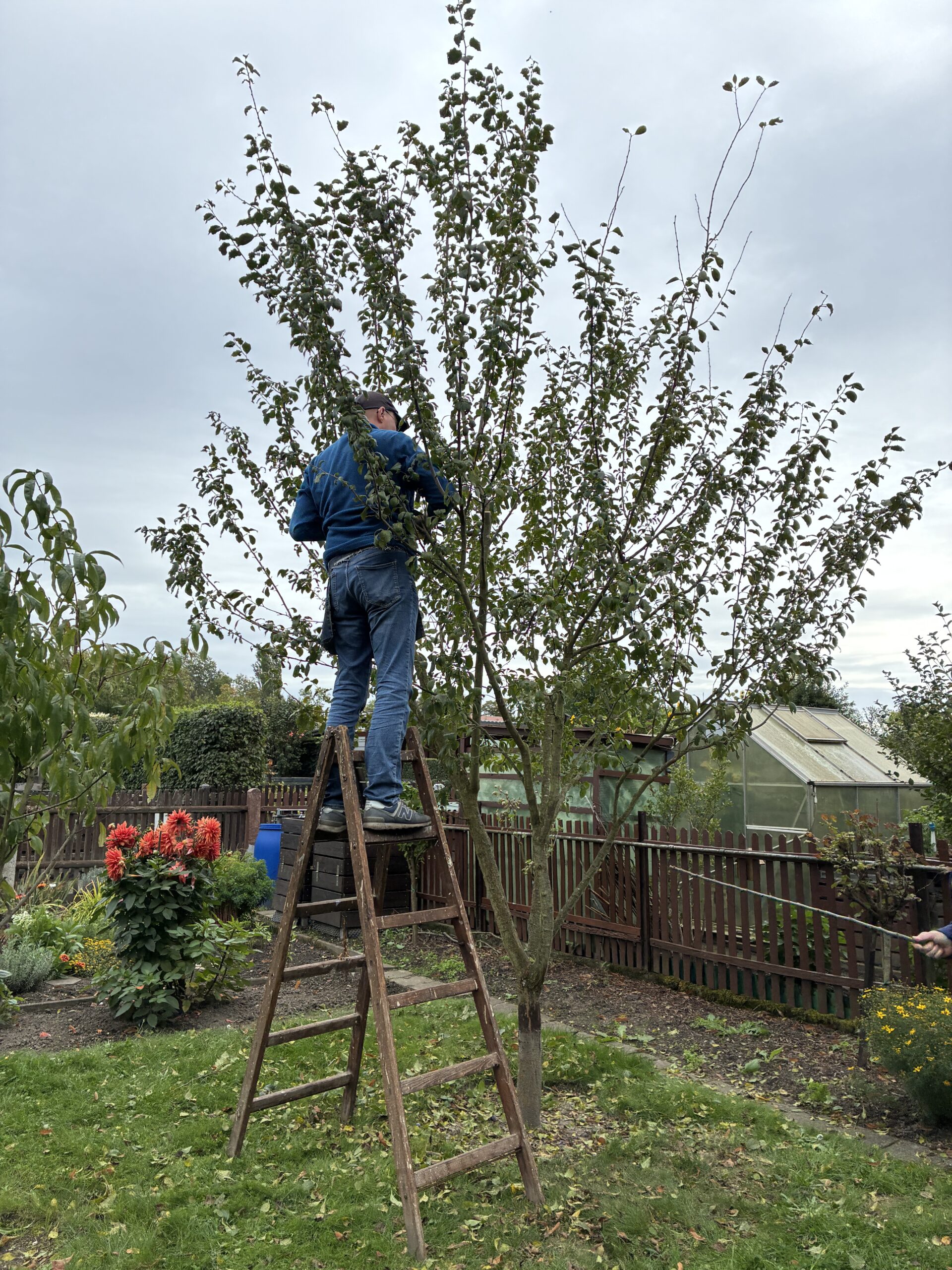 Person steht im Garten auf einer Leiter und lichtet eine Krone.